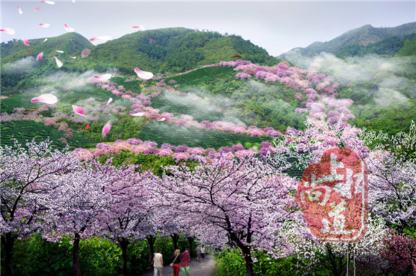 福建世界的漓江 中國(guó)的櫻花 ——桂林普賢大見上水漓江櫻花谷